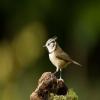 Crested Tit